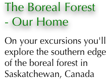 The Boreal Forest              - Our Home
On your excursions you'll explore the southern edge of the boreal forest in           Saskatchewan, Canada