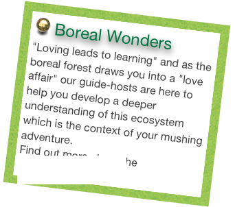  Boreal Wonders
"Loving leads to learning" and as the boreal forest draws you into a "love affair" our guide-hosts are here to help you develop a deeper understanding of this ecosystem which is the context of your mushing adventure.
Find out more about the Boreal Ecosystem click here.