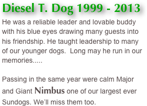 Diesel T. Dog 1999 - 2013
He was a reliable leader and lovable buddy with his blue eyes drawing many guests into his friendship. He taught leadership to many of our younger dogs.  Long may he run in our memories.....

Passing in the same year were calm Major and Giant Nimbus one of our largest ever Sundogs. We’ll miss them too.